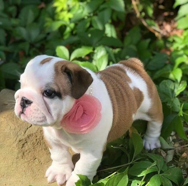 cuccioli bulldog inglese adozione | Foto 0