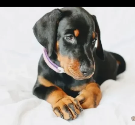 vendesi cuccioli di dobermann