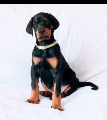 vendesi cuccioli di dobermann | Foto 0