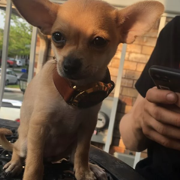 cucciolo di chihuahua adorabile registrato per regalo | Foto 0