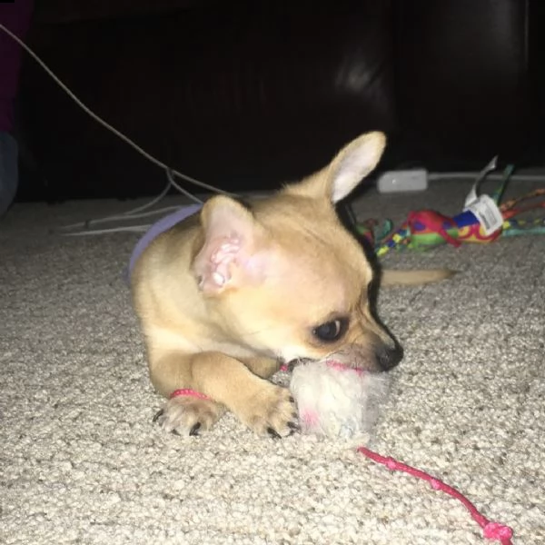 cucciolo di chihuahua adorabile registrato per regalo