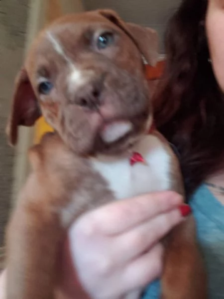 cucciolo di pitbull addestrato al vasino per regalo
