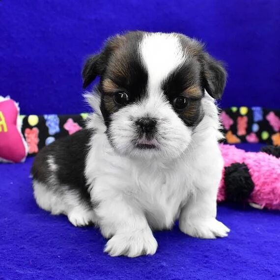 bellissimi cuccioli imperiali di shih tzu per l'adozione | Foto 0