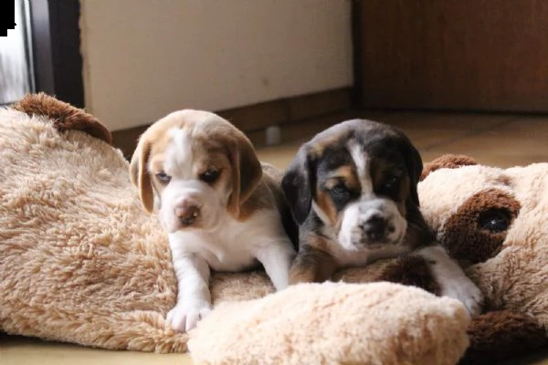 beagle tricolore cuccioli