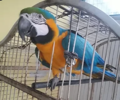 pappagalli ara arauna