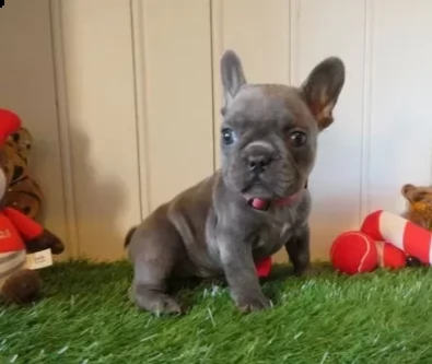 cuccioli di razza bouledogue francese | Foto 0