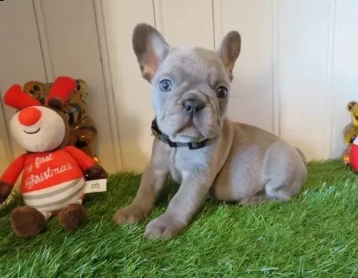 cuccioli di razza bouledogue francese