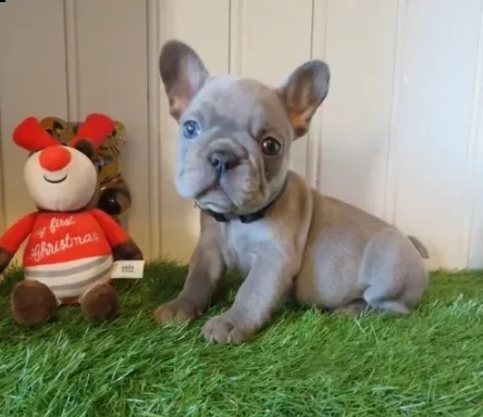 pronti stupendi cuccioli bouledogue francese 