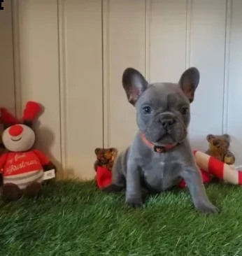 pronti stupendi cuccioli bouledogue francese  | Foto 0