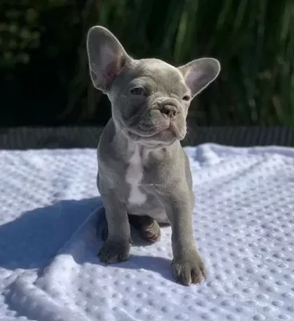 splendidi bouledogue francesi di tre mesi | Foto 0