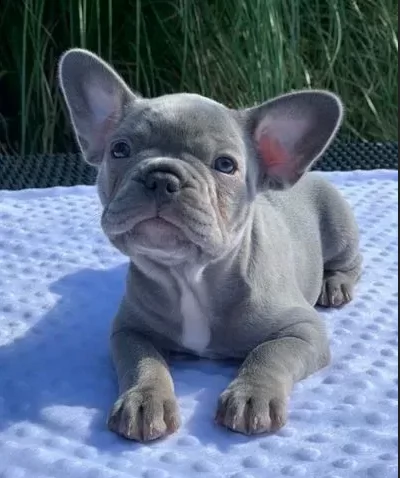 splendidi bouledogue francesi di tre mesi