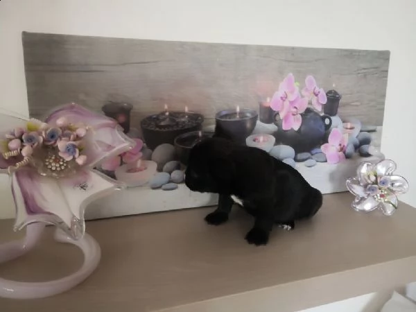 cuccioli  bulldoge francese..