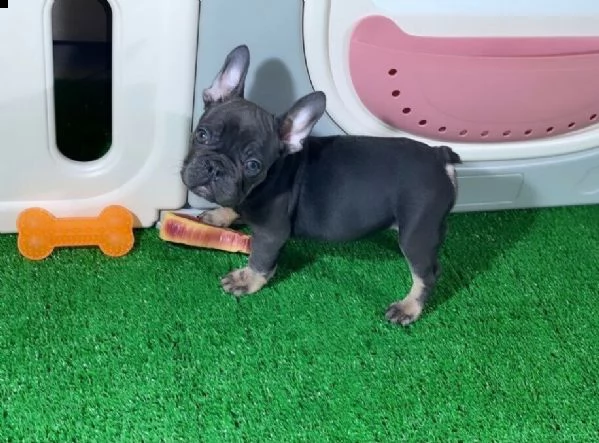 disponibile bellissima cucciola m/f blu tan colorazione esotica.