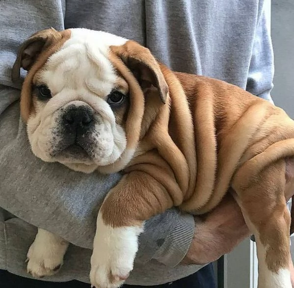 cuccioli bulldog inglese adozione