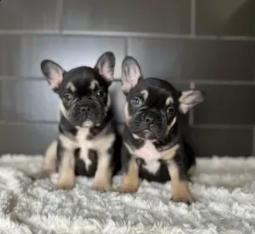 cucciolini di bouledogue francese | Foto 1