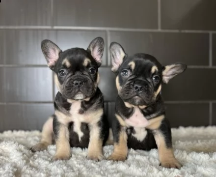 cucciolini di bouledogue francese