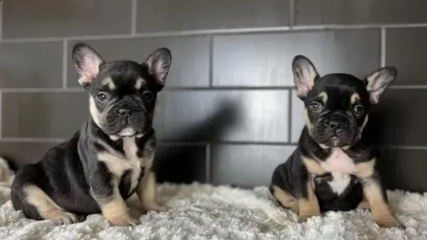 cucciolini di bouledogue francese | Foto 0