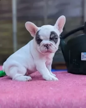 sani e belli bouledogue francese cuccioli