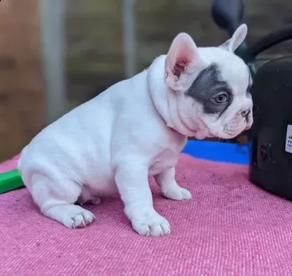 sani e belli bouledogue francese cuccioli | Foto 1