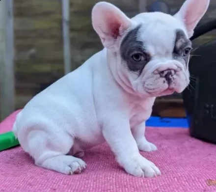 sani e belli bouledogue francese cuccioli | Foto 0