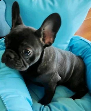 bellissimi bulldog francese color nero