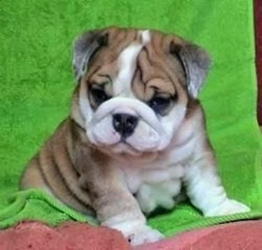 dolcissimi cuccioli di bulldog inglese di 70 giorni