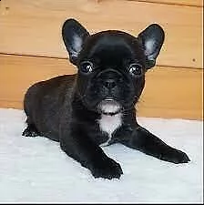 cucciolo di bulldog francese,amorevoli e originalissimi