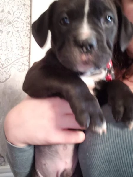 regalo pitbull con pedigree disponibile