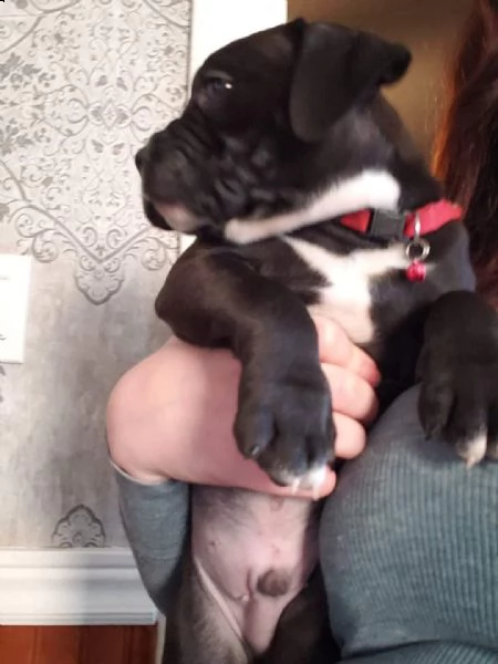 regalo pitbull con pedigree disponibile | Foto 0