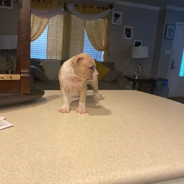 regalo cucciolo regalo cuccioli di pitbull | Foto 0