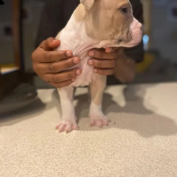 regalo cucciolo regalo cuccioli di pitbull