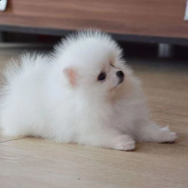 adorabile cucciolo di pomerania in adozione, 