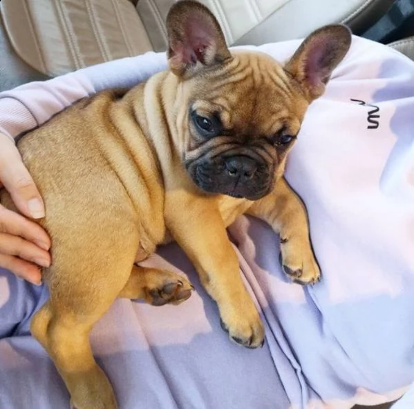  ( regalo bouledogue francese)