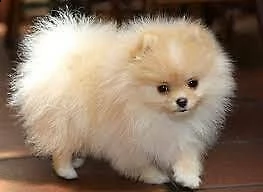 cuccioli di spitz pomerania