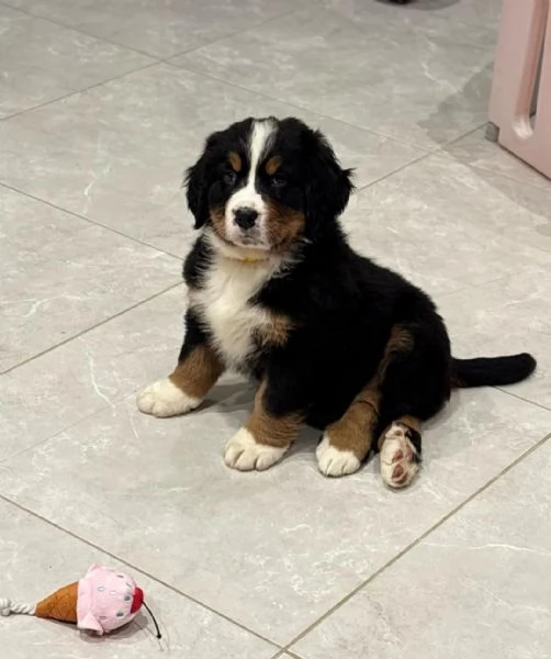 Due Cuccioli di Bovaro del Bernese