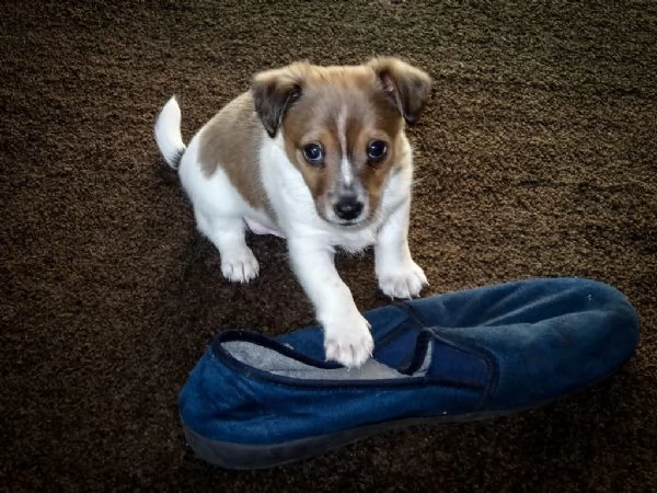 cuccioli di jack russell terrier
