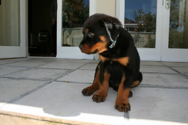 stupendi cuccioli di rottweiler