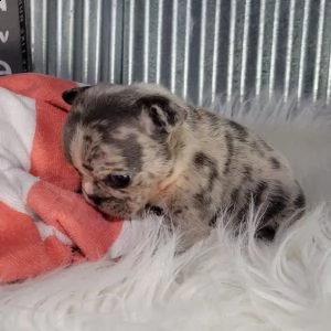 cuccioli di bulldog francese