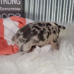 cuccioli di bulldog francese | Foto 1