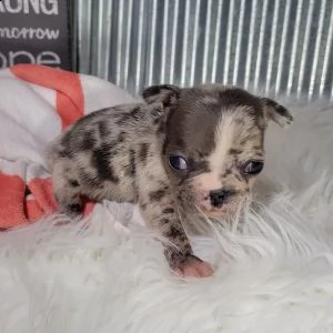 cuccioli di bulldog francese | Foto 0