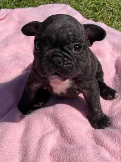 cuccioli speciali di bulldog francese