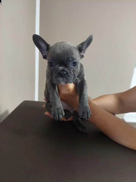 cuccioli speciali di bulldog francese | Foto 4