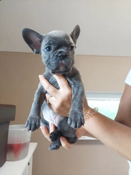 cuccioli speciali di bulldog francese | Foto 3
