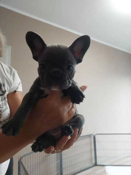 cuccioli speciali di bulldog francese | Foto 2