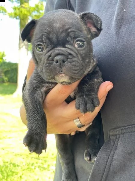 cuccioli speciali di bulldog francese | Foto 1