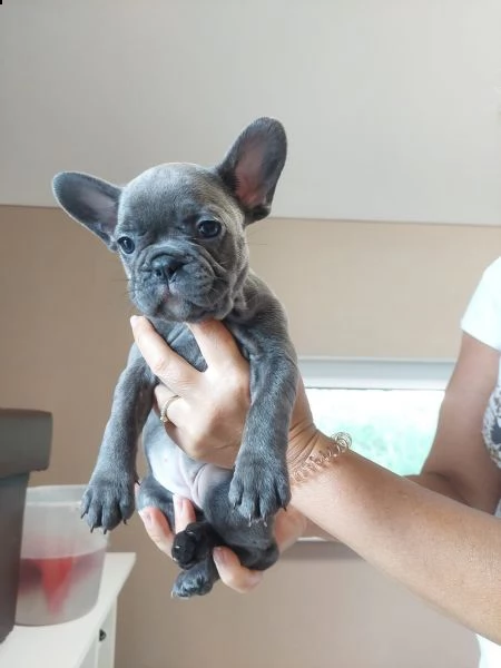cuccioli speciali di bulldog francese | Foto 0