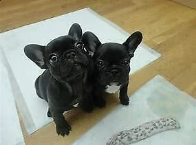 cuccioletto di bulldogue francese buonissimi inteligentissimi