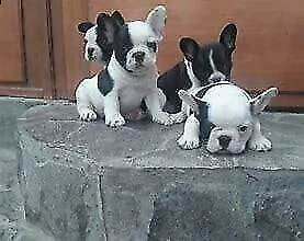cucciolotti di bulldog francese, di due mesi e mezzo