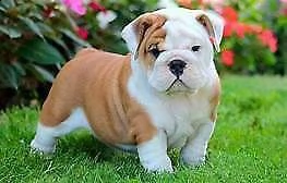 abbiamo disponibili dei coccolosi cucciolini di bulldog inglese