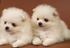 cuccioli di pomerania toy di giorni 75 disponibilità
